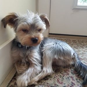 Meet your Posher, Amy